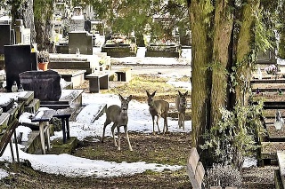 Srnky v areáli cintorína evidujú už dlhé roky, miestni z nich však strach nemajú.
