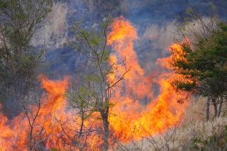 Blazing forest fire