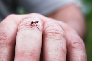 Little mosquito sucking blood on the man skin. Virus carrier and repellent concept.