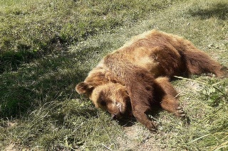  V Ivinách pri kontajneri našli uhynutú medvedicu.