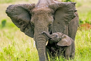 Slony