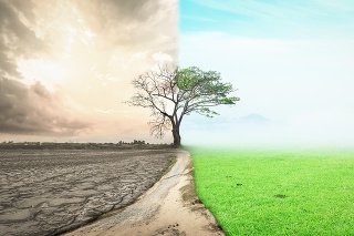 Half drought and half abundance tree standing landscape background