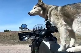 Videli ste niekedy psa na motorke? Pozrite, ako si Sox užíva výlety s helmou na hlave