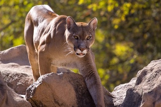 Puma dokáže vrieskať podobne, ako keď ľudia kričia.