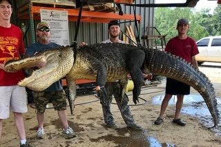 Partia lovcov chytila aligátora, ktorý vážil neuveriteľných 340 kilogramov.