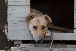 Chained up dog laying in wooden kennel with head out waiting to be released