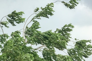 tree during heavy wind
