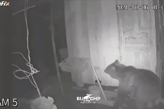 Bezpečnostná kamera zachytila  medveďa, ktorý sa snažil vlámať do kurníka