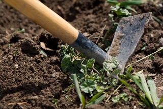 A close up of a garden tool in the process of digging weeds from top soil.  The handle and the head is visible.  Focus is on the head with a shallow depth of field.  Remnants of grass and weeds surrounds the tool.