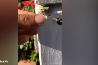 Empatický muž pomohol smädnej žabke: Skočila mu priamo do vrchnáka od fľaše