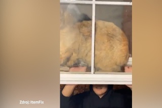 Táto mačka precenila svoje sily: Zasekla sa medzi dvomi oknami