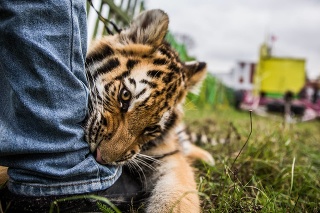 Ukončí sa predvádzanie tigrov, levov alebo medveďov pred publikom.