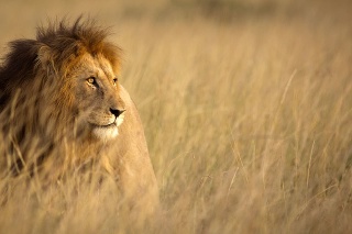 Large male lion in high grass and warm evening light - Masai Mara, Kenya