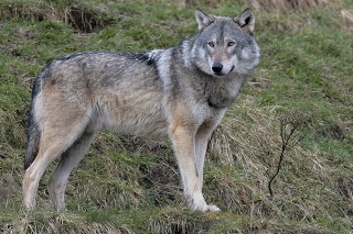 A Gray Wolf standing on a hillside