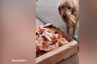 Krásne gesto! Mäsiarstvo necháva na ulici zvyšky mäsa pre túlavých psíkov 