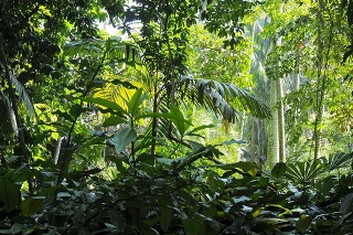 Tropical trees in the sunlight - Background - Jungle