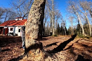 Muž chcel zoťať strom: Skoro si však zbúral aj dom