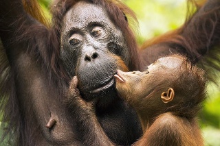 Ian Wood: Britskému fotografovi sa podarilo zachytiť božtek, ktorý venovalo mláďa orangutana svojej mame na ostrove Borneo.
