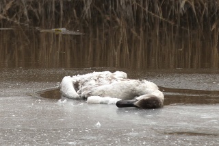 U uhynutých labutí veterinári potvrdili vtáčiu chrípku.
