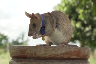 Potkan Magawa pózuje so zlatou  medailou britského združenia pre dobré životné podmienky zvierat
