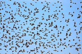 Migrácia vtáctva je nádherným divadlom.
