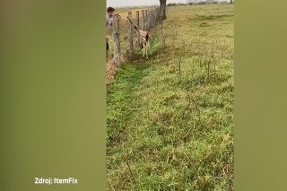 Nezvyčajný pomoc: Muž zachránil jeleňa, ktorý nohou uviazol v plote