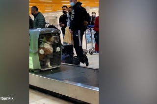 Toto video vás pobaví! Pitbull ochotne čaká v priestoroch letiska na svojho milujúceho majiteľa
