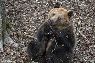 November 2021: Sprísnené opatrenia súvisiace s pandémiou sa prejavili aj v Zoologickej záhrade Košice. Na snímke medveď v Zoologickej záhrade Košice.