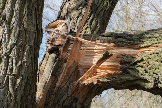 broken fallen trunk old poplar tree