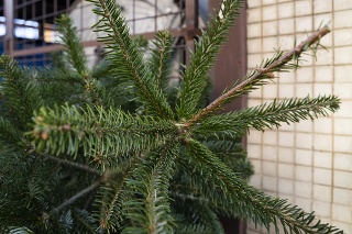 Vianočné stromčeky pri stojiskách smetných nádob na Dolných honoch.