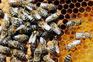 Pripravovaný zákon o ochrane zvierat má podľa zväzu spôsobiť historický nedostatok kvalitného medu.
