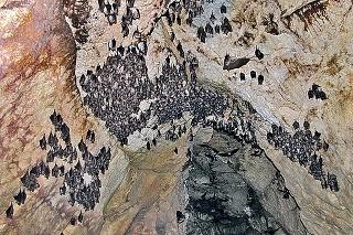 Kolónia netopierov podkovára južného je jednou z tých početnejších.