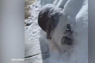 Nefalšovaná láska psíka k zime: Pozrite sa, ako si ju užíva!
