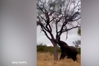 Neuveriteľná ukážka sily: Slon zhodil strom pomocou svojho chobota