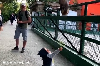 Rozkošný moment: Malý chlapec kŕmi žirafu rastlinkou v zoologickej záhrade