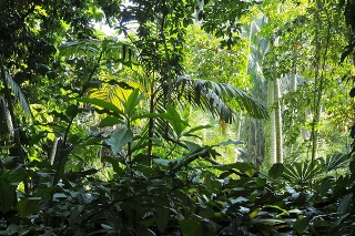 Tropical trees in the sunlight - Background - Jungle
