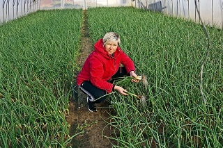 Henrieta (41) si pri zbere jarnej cibuľky chválila dobrú úrodu.