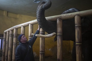 Ošetrovateľ upokojuje slona v kyjevskej zoo počas ruskej invázie na Ukrajine.