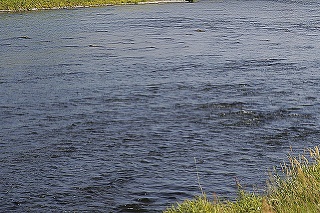 Ryby z dolného úseku Lutilského potoka boli premiestnené do hlavného toku Hrona.