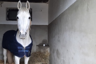 Zachránené kone našli dočasný domov na Slovensku.