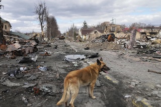 Pes sa potuluje po zničených domoch a ruských vojenských vozidlách v Buči.