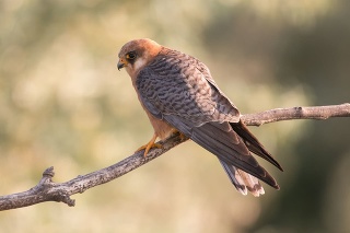 The red-footed falcon  formerly western red-footed falcon