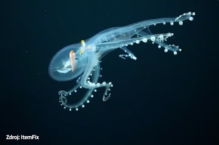 Táto chobotnica je priesvitná takmer ako samotné sklo: Uvidíte jej až do tráviaceho traktu!