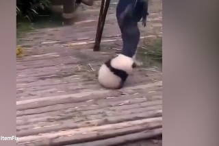 To je ale rozkošné! Panda sa mužovi zavesila na nohu a nechcela sa ho pustiť!