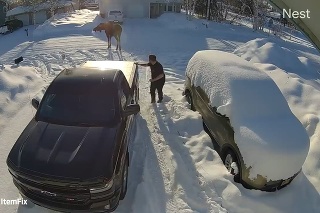 Los na Aljaške takmer zaútočil na muža: Do situácie vstúpil malý psík