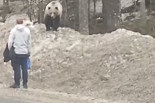 Turista svojím hlúpym správaním odsúdil medveďa na smrť.