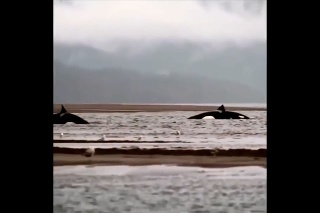 Kosatky sa zasekli na súši: Museli čakať na príliv,  aby sa bezpečne dostali naspäť do vody