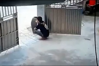 Muž čupel pri otvorenej bráne: Neuveríte, čo urobil jeho pes