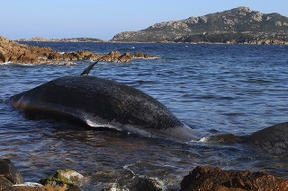 Samicu vorvaňa vyplavilo na severné pobrežie Sardínie.