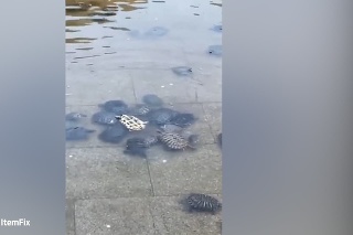 Tímová práca zachránila korytnačku v núdzi: Plávala dokoliečka na chrbte